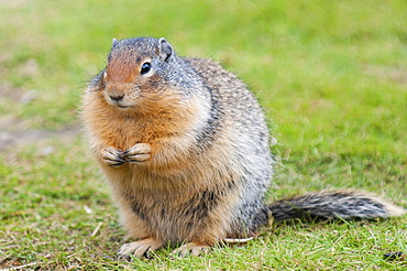 Columbian ground squirrel (Spermophilus columbianus), Barkersville, British Columbia, Canada, North America 