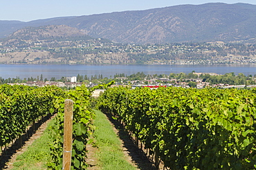 Grape vines in Kelowna, British Columbia, Canada, North America 