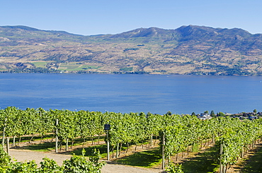 Grape vines and Okanagan Lake at Mission Hill Family Estate, Kelowna, British Columbia, Canada, North America 