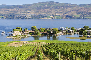 Grape vines and Okanagan Lake at Quails Gate Winery, Kelowna, British Columbia, Canada, North America 