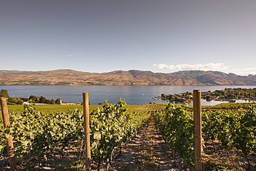 Grape vines and Okanagan Lake at Quails Gate Winery, Kelowna, British Columbia, Canada, North America 