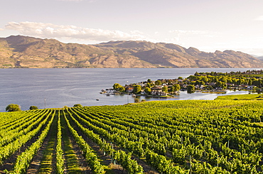 Grape vines and Okanagan Lake at Quails Gate Winery, Kelowna, British Columbia, Canada, North America 