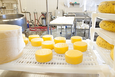 Cheeses at Farm House Natural Cheeses factory, Agassiz, British Columbia, Canada, North America