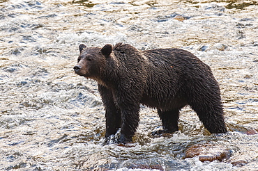 Brown or grizzly bear (Ursus arctos) fishing for salmon in Great Bear Rainforest, British Columbia, Canada, North America 