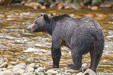 Brown or grizzly bear (Ursus arctos) fishing for salmon in Great Bear Rainforest, British Columbia, Canada, North America 