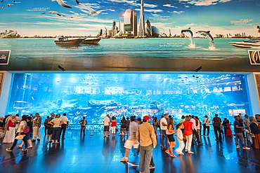 Aquarium at The Dubai Mall, the world's largest mall, Dubai, United Arab Emirates, Middle East