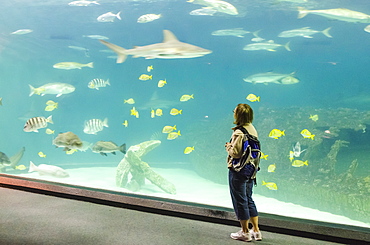 People watching the fish at the North Carolina Aquarium, Manteo, Roanoke Island, North Carolina, United States of America, North America