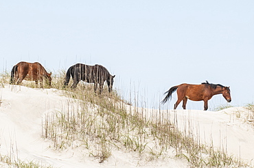 Wild mustangs (banker horses) (Equus ferus caballus) in Currituck National Wildlife Refuge, Corolla, Outer Banks, North Carolina, United States of America, North America