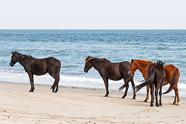 Wild mustangs (banker horses) (Equus ferus caballus) in Currituck National Wildlife Refuge, Corolla, Outer Banks, North Carolina, United States of America, North America