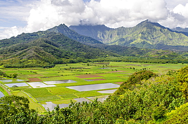 Taro fields in Hanalei National Wildlife Refuge, Hanalei Valley, Kauai, Hawaii, United States of America, Pacific