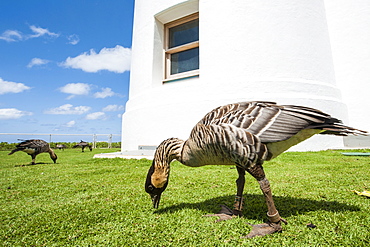 Hawaiian goose (nene) (Branta sandvicensis), at Historic Kilauea Lighthouse, Kilauea Point National Wildlife Refuge, Kauai, Hawaii, United States of America, Pacific