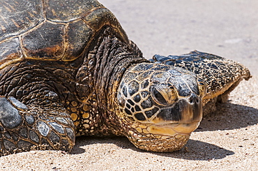 A green sea turtle (Chelonia mydas) on Laniakea Beach, North Shore, Oahu, Hawaii, United States of America, Pacific