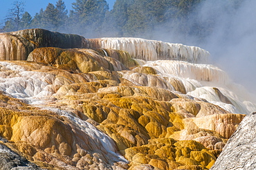 Mammoth Hot Springs terraces, Yellowstone National Park, UNESCO World Heritage Site, Wyoming, United States of America, North America