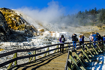 Mammoth Hot Springs terraces, Yellowstone National Park, UNESCO World Heritage Site, Wyoming, United States of America, North America