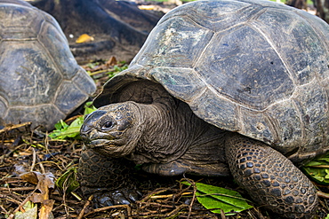 Aldabra giant Seychelles tortoise (Aldabrachelys gigantea), Anse Takamaka, Mahe, Republic of Seychelles, Indian Ocean, Africa