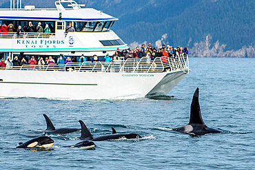 Killer whale (orca) pod (Orcinus orca), Resurrection Bay, Kenai Fjords National Park, Alaska, United States of America, North America