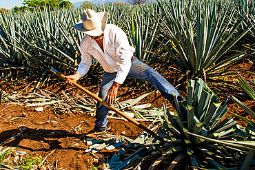 Harvesting agave for tequila, Tequila, UNESCO World Heritage Site, Jalisco, Mexico, North America