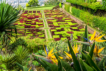 Bird of paradise or Strelitzia and the Choreographed gardes at Madeira Botanical Garden or Jardim botanico da madeira, Funchal, Madeira, Portugal.