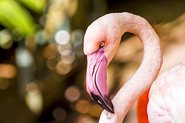 Pink flamingo at The Monte Palace Tropical Garden, Funchal, Madeira, Portugal.