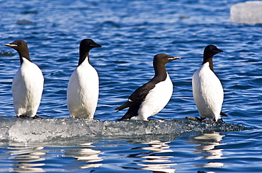 Guillemots on ice in Lomfjorden Svalbard Archipelago, Norway, Scandinavia, Europe