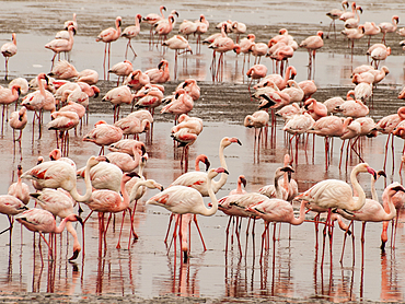 Lesser and Greater Flamingos Pelican Point peninsula, Walvis Bay, Namibia.