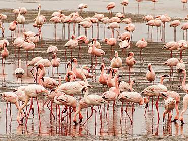 Lesser and Greater Flamingos Pelican Point peninsula, Walvis Bay, Namibia.