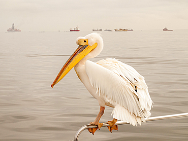 Great White Pelican (Pelecanus onocrotalus), Pelican Point peninsula, Walvis Bay, Namibia.