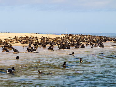 Cape Fur Seal (Arctocephalus pusillus) colony, Pelican Point peninsula, Walvis Bay, Namibia.