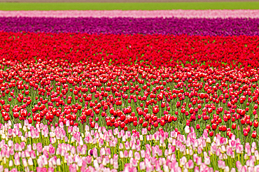 Tulips (Tulipa suaveolens) in the Skagit Valley Tulip Festival, Mount Vernon, Washington, USA.