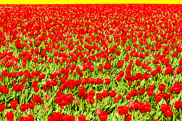 Tulips (Tulipa suaveolens) in the Skagit Valley Tulip Festival, Mount Vernon, Washington, USA.