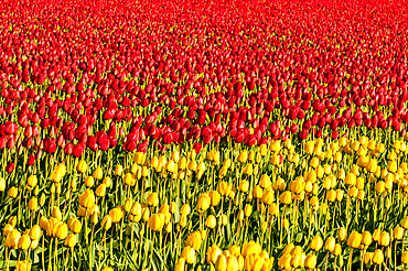 Tulips (Tulipa suaveolens) in the Skagit Valley Tulip Festival, Mount Vernon, Washington, USA.
