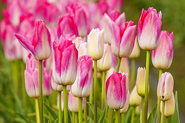 Tulips (Tulipa suaveolens) in the Skagit Valley Tulip Festival, Mount Vernon, Washington, USA.