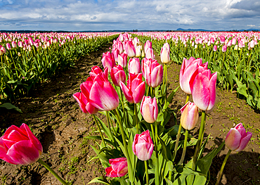 Tulips (Tulipa suaveolens) in the Skagit Valley Tulip Festival, Mount Vernon, Washington, USA.