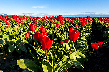 Tulips (Tulipa suaveolens) in the Skagit Valley Tulip Festival, Mount Vernon, Washington, USA.