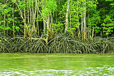 Mangrove tour, Langkawi Island, Malaysia, Southeast Asia, Asia