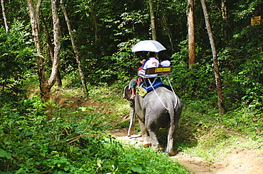 Riding elephants in the Chalong Highlands, Phuket, Thailand, Southeast Asia, Asia