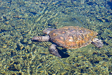 Satoalepai turtle pool, Savaii Island, Western Samoa, South Pacific, Pacific