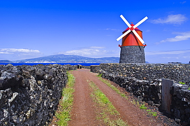 Windmill in lava vineyards with Faial in distance, Pico, Azores, Portugal, Europe