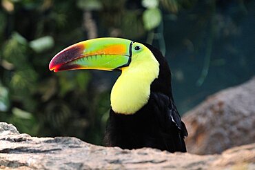 Mexico, Veracruz, Toucan native to Veracruz with bright multi coloured bill.