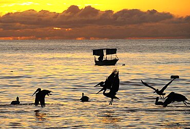 Mexico, Jalisco, Puerto Vallarta, Playa Olas Altas Pelicans and fishing boat silhouetted on the water at sunset.