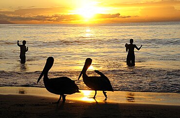 Mexico, Jalisco, Puerto Vallarta , Playa Olas Altas Two pelicans on the beach and two fishermen standing knee deep in the water silhouetted at sunset.