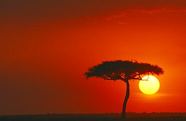 KENYA Maasai Mara  Sunset Sun setting in red sky behind a single tree