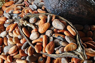 Mexico, Oaxaca, Cocoa beans and pod.