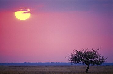 NAMIBIA  Landscape Savannah sunrise with single tree in the foreground and sun rising in to a pink sky. African Blue Namibian Scenic Southern Africa One individual Solo Lone Solitary