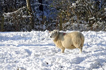 Agriculture, Farming, Animals, Pregnant sheep in snow.