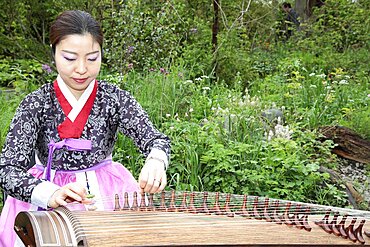 Music, Instrument, Koto, Japanese woman in traditional clothing playing Koto Harp.