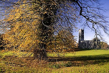 Ireland, County Roscommon, Boyle, Lough Key forest park church ruin and autumnal trees.