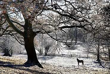 Ireland, County Sligo, Markree, Castle grounds horse standing in frost covered landscape with overhanging tree.