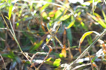 Insects, Arachnid, Spider, Bangladesh Srimongal Spider and fine web.