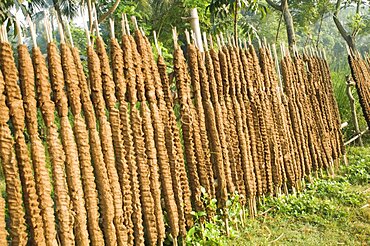 Bangladesh, Rajshahi, Sticks of cow dung drying in the sun to be used as fuel.